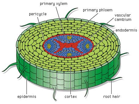 Detail Gambar Gambar Jaringan Nomer 6