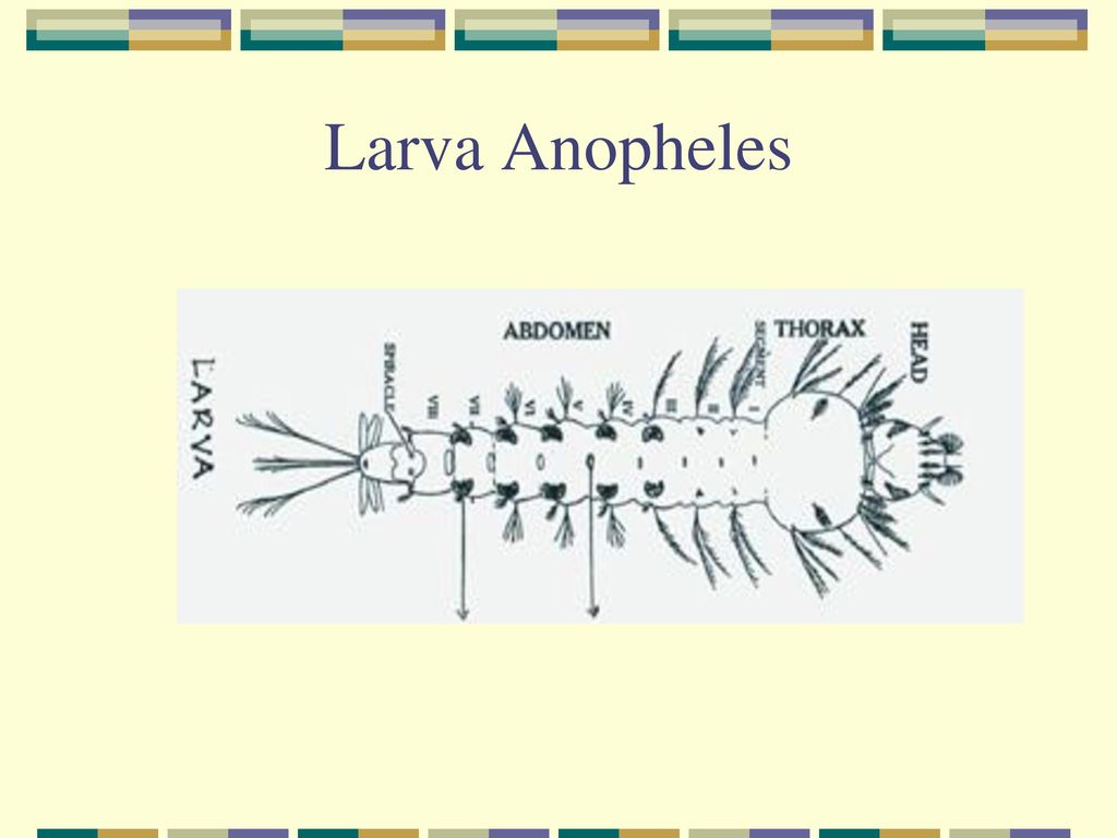 Detail Gambar Gambar Jentik Nyamuk Anopheles Gambar Gambar Jentik Anopheles Nomer 37