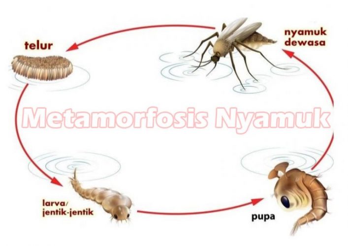 Detail Gambar Gambar Jentik Nyamuk Anopheles Gambar Gambar Jentik Anopheles Nomer 39