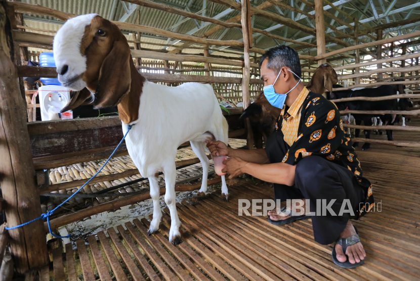 Detail Gambar Gambar Kambing Nomer 32