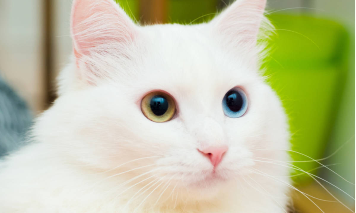 Detail Gambar Gambar Kucing Anggora Nomer 17