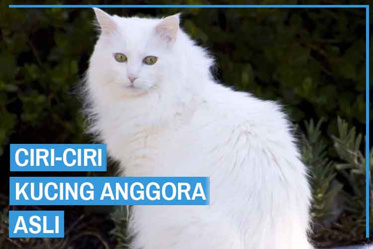 Detail Gambar Gambar Kucing Anggora Nomer 22