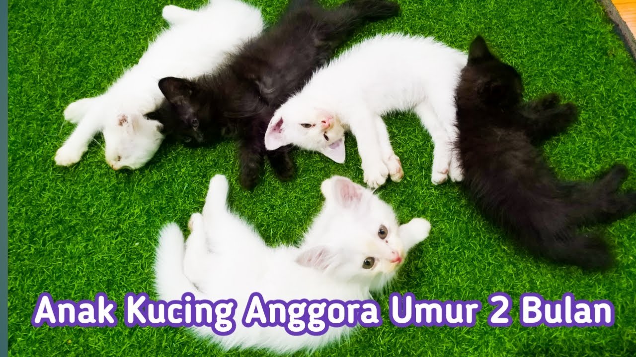 Detail Gambar Gambar Kucing Anggora Nomer 31