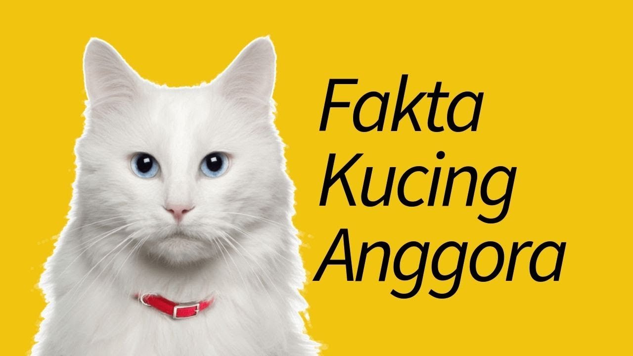 Download Gambar Gambar Kucing Anggora Nomer 39