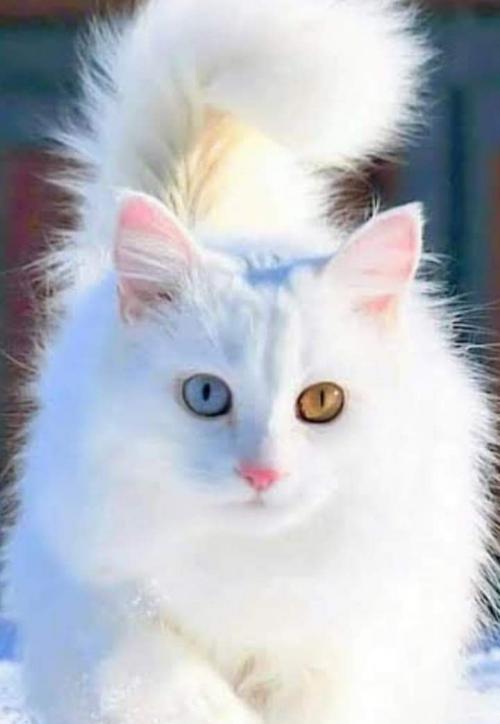 Download Gambar Gambar Kucing Anggora Nomer 9