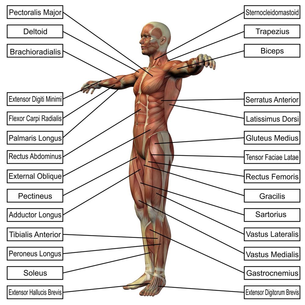 Detail Musculus Adductor Brevis Nomer 12