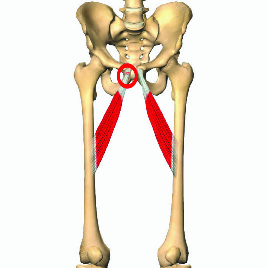 Detail Musculus Adductor Brevis Nomer 21