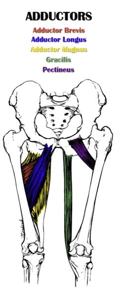 Detail Musculus Adductor Brevis Nomer 23