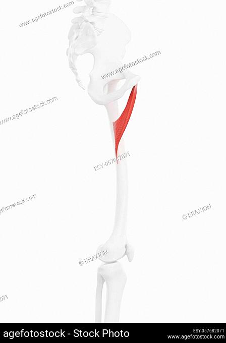 Detail Musculus Adductor Brevis Nomer 26