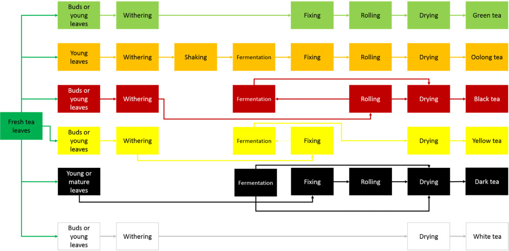 Detail Tea Manufacturing Process Flow Chart Nomer 7