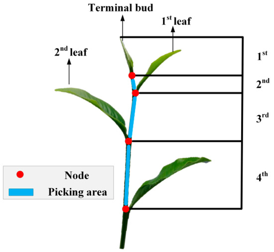 Detail Tea Manufacturing Process Flow Chart Nomer 11