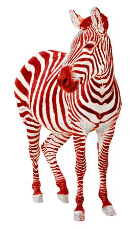 Albino Zebra - KibrisPDR