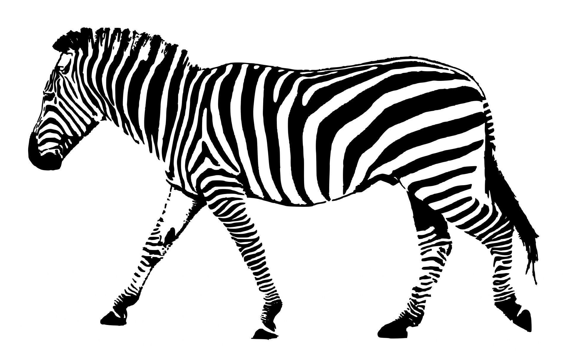 Detail Albino Zebra Nomer 4