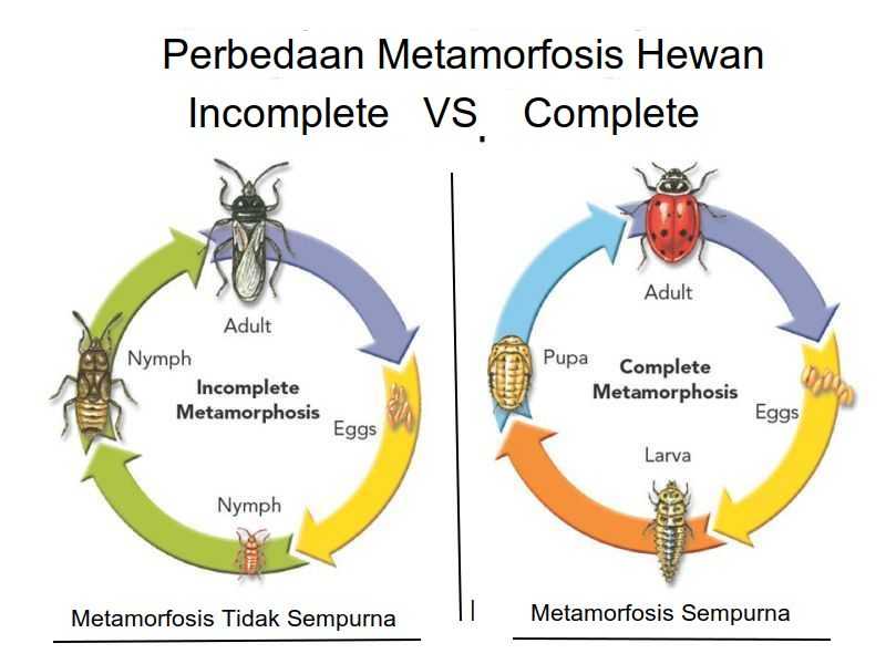 Detail Gambar Gambar Metamorfosis Hewan Nomer 22