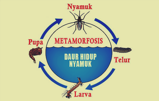 Detail Gambar Gambar Metamorfosis Hewan Nomer 28