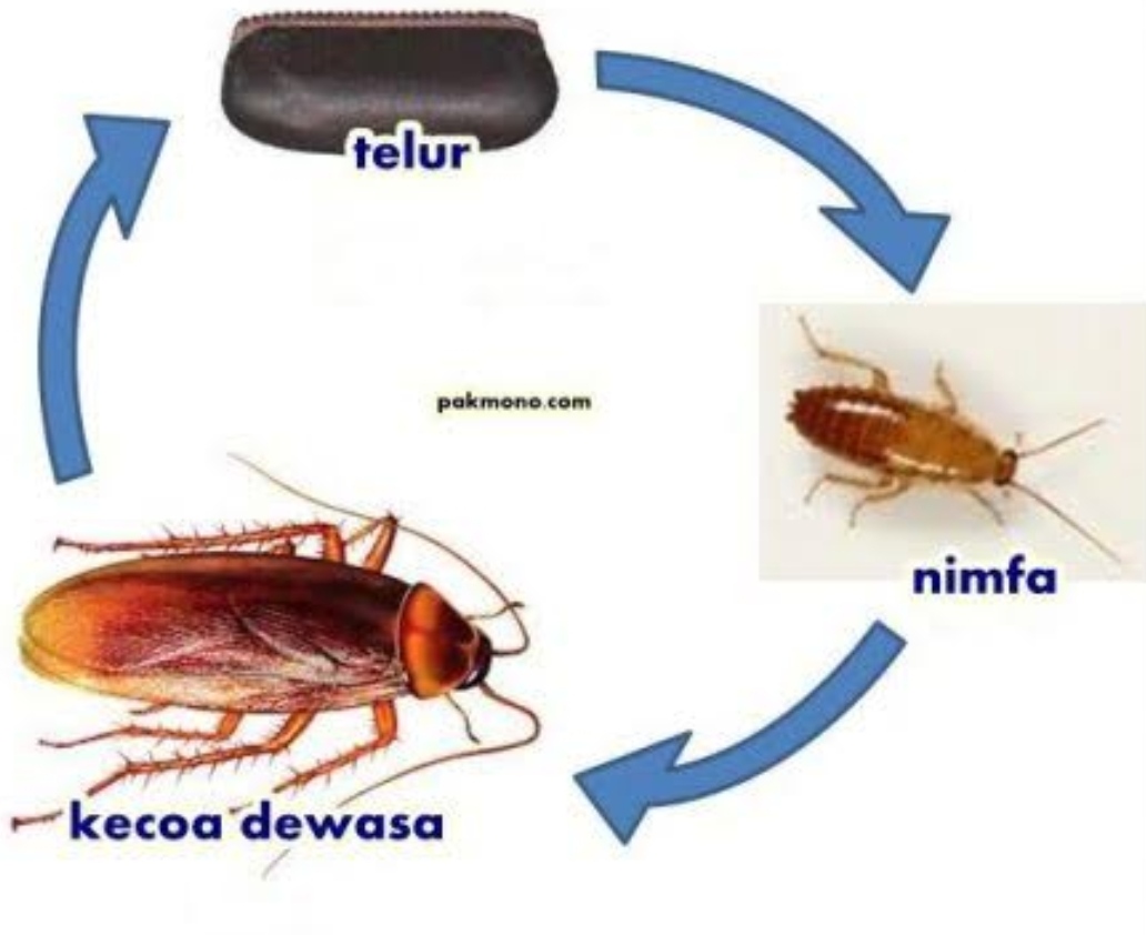 Detail Gambar Gambar Metamorfosis Hewan Nomer 47