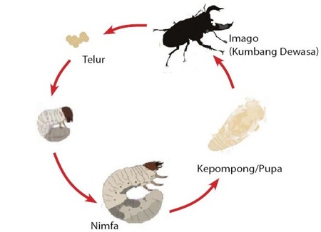 Detail Gambar Gambar Metamorfosis Hewan Nomer 48
