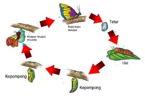 Detail Gambar Gambar Metamorfosis Hewan Nomer 53