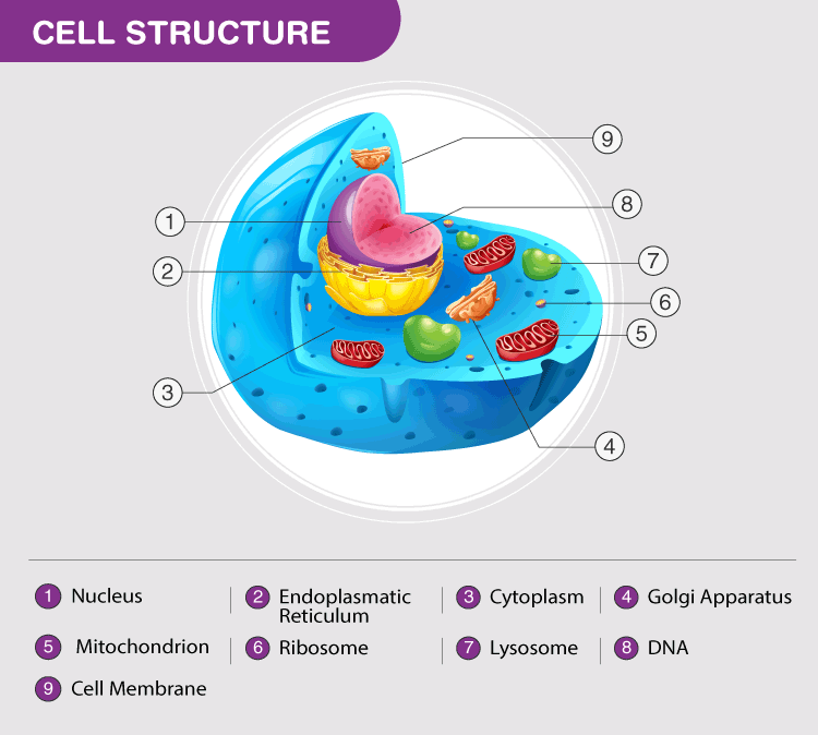 Detail Gambar Gambar Organel Sel Nomer 13