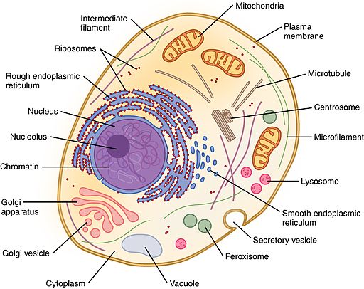 Detail Gambar Gambar Organel Sel Nomer 14