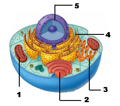 Detail Gambar Gambar Organel Sel Nomer 20