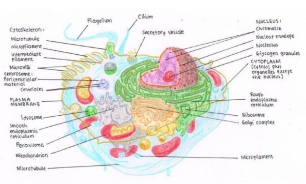 Detail Gambar Gambar Organel Sel Nomer 24