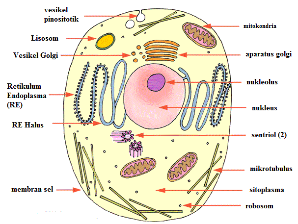 Detail Gambar Gambar Organel Sel Nomer 36