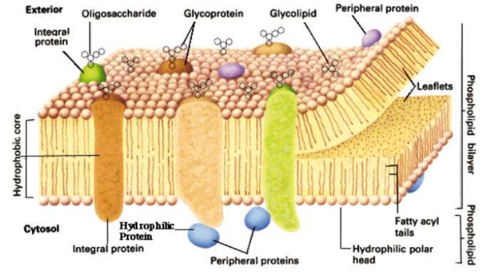 Detail Gambar Gambar Organel Sel Nomer 49