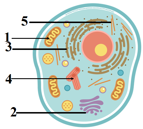 Detail Gambar Gambar Organel Sel Nomer 53