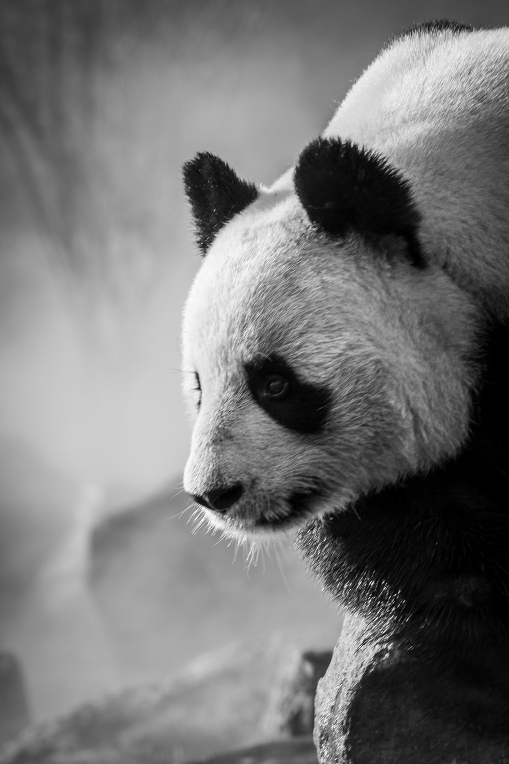 Detail Gambar Gambar Panda Nomer 49