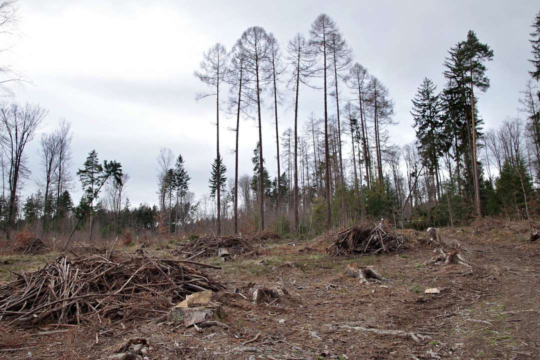 Detail Gambar Gambar Penebangan Hutan Nomer 19