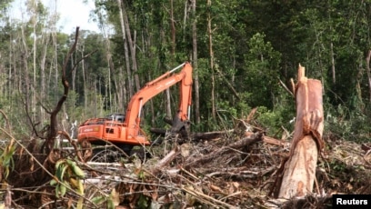 Detail Gambar Gambar Penebangan Hutan Nomer 5