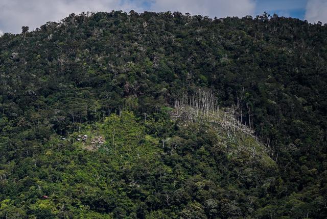 Detail Gambar Gambar Penebangan Hutan Nomer 50