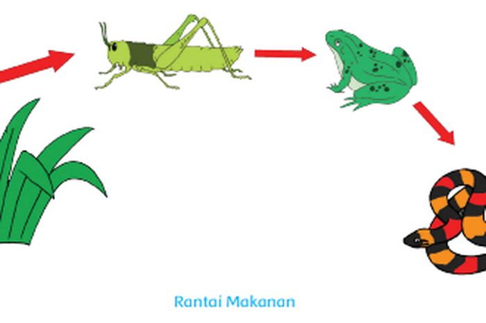 Detail Gambar Gambar Rantai Makanan Nomer 16