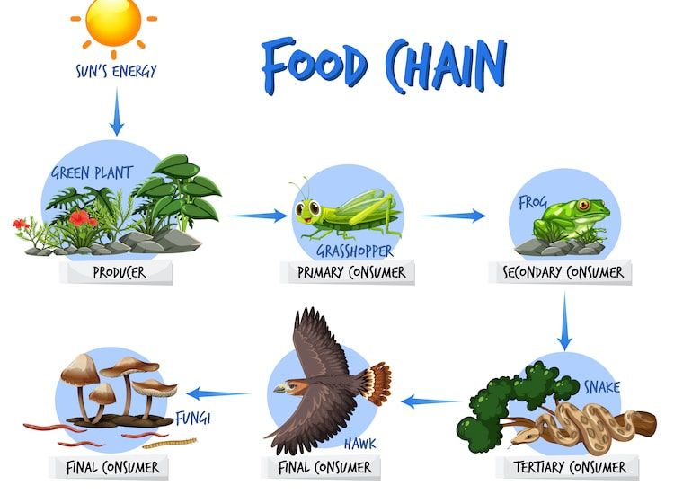 Detail Gambar Gambar Rantai Makanan Nomer 29