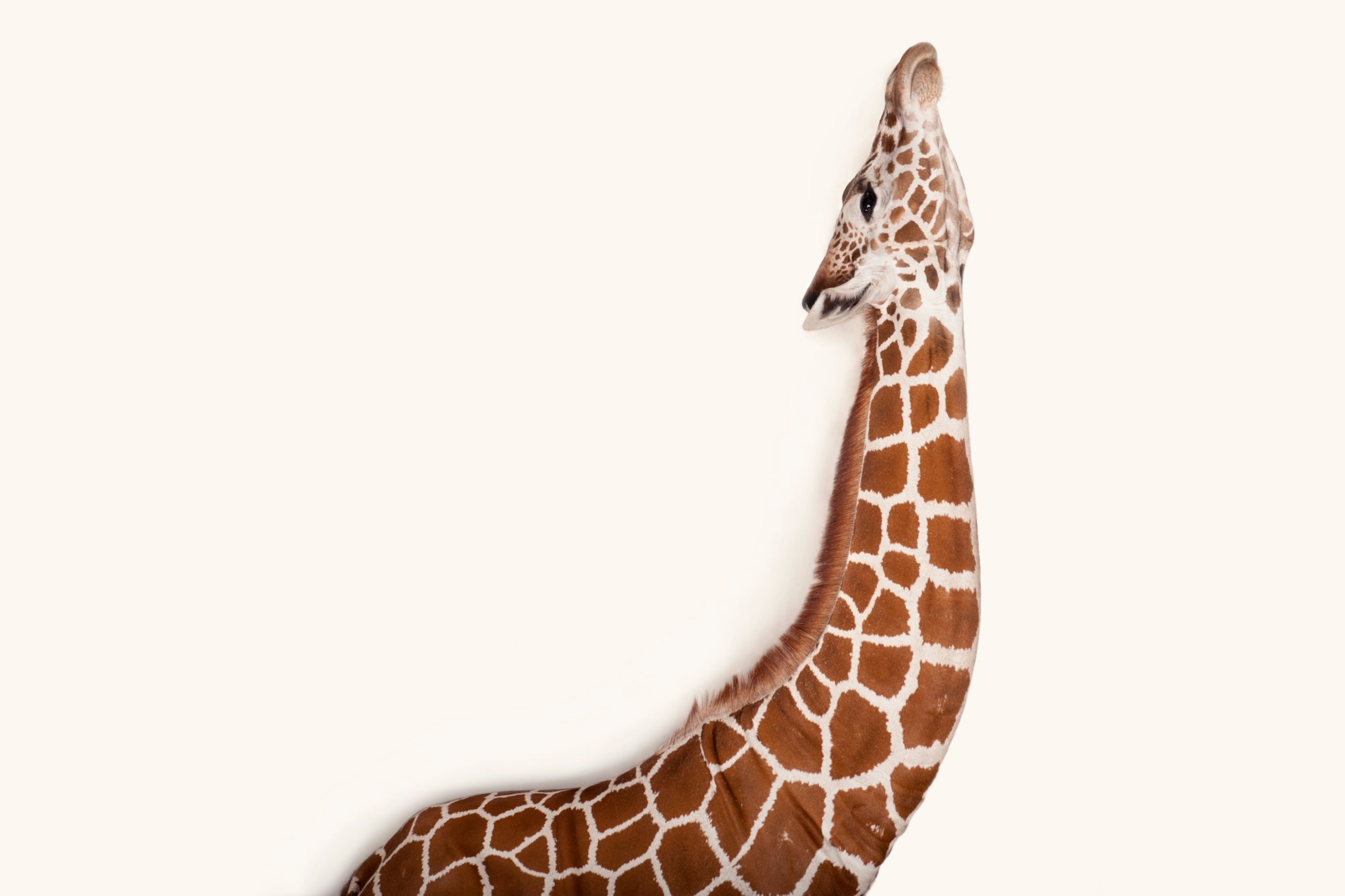 Detail Giraffe Zeichnung Nomer 12