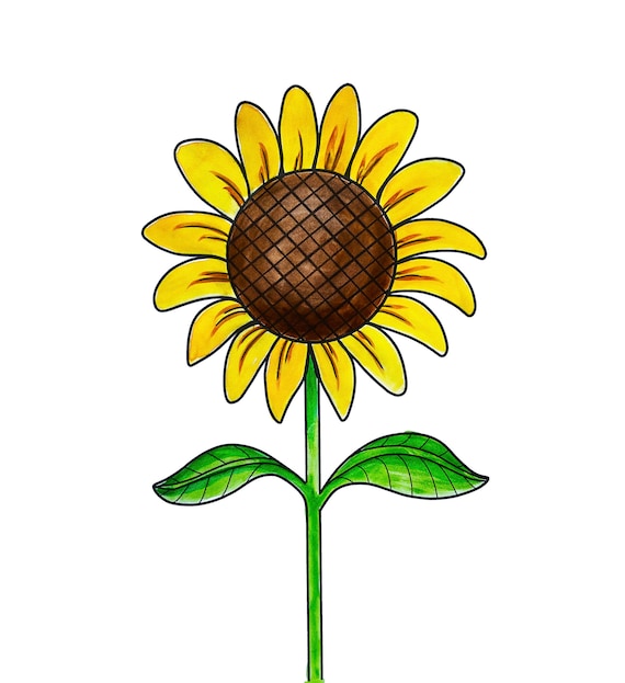 Detail Sonnenblume Gezeichnet Nomer 3