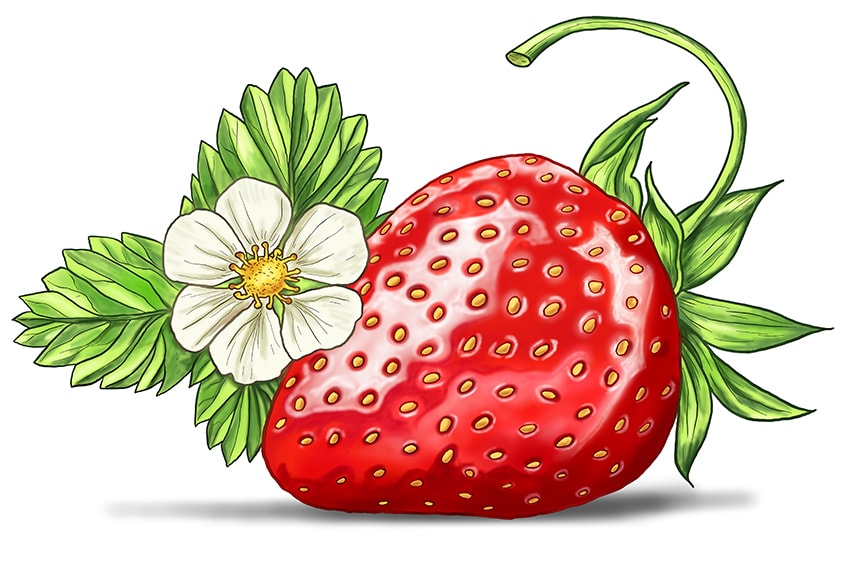 Detail Aesthetic Strawberry Drawing Nomer 6