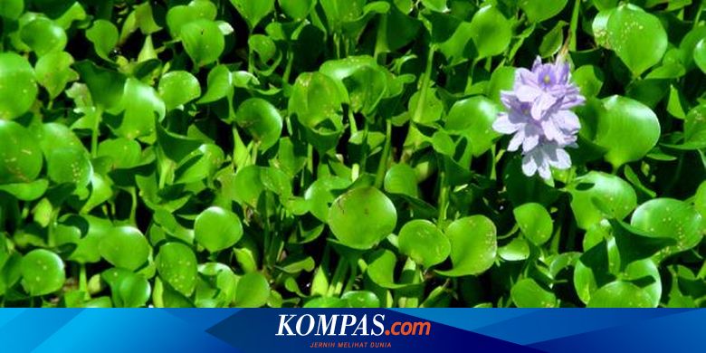 Detail Gambar Gambar Tanaman Yang Hidup Di Air Dan Di Darat Nomer 24