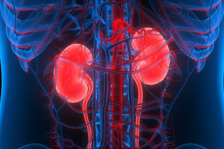 Detail Gambar Gambar Transplantasi Organ Nomer 33