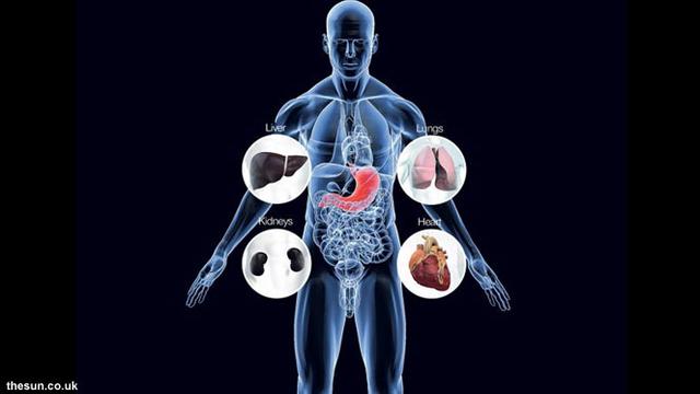 Detail Gambar Gambar Transplantasi Organ Gambar Gambar Transplantasi Organ Tubuh Nomer 32