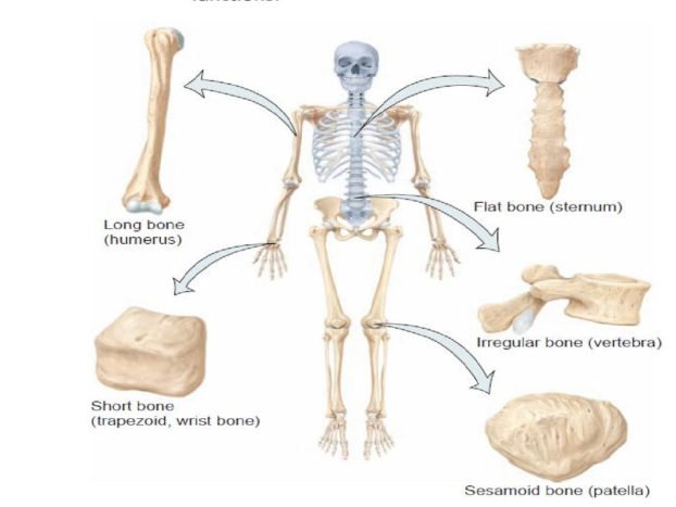 Detail Gambar Gambar Tulang Nomer 2