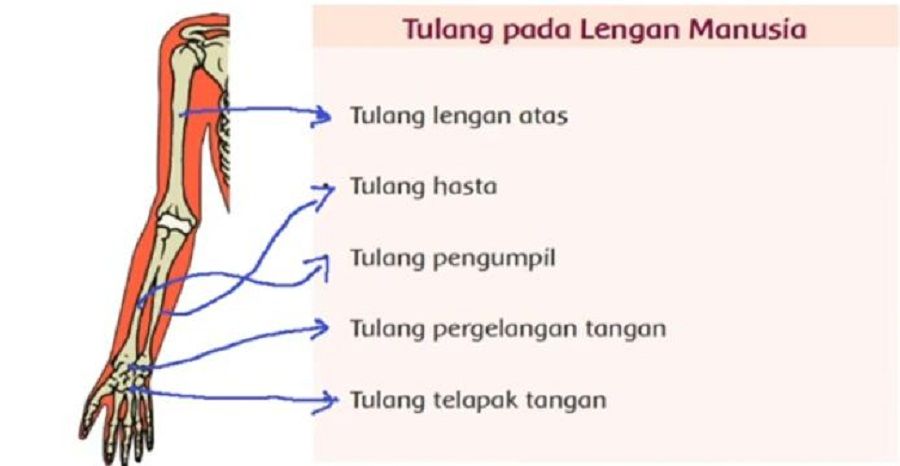 Detail Gambar Gambar Tulang Nomer 38