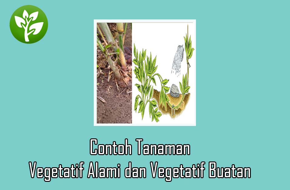 Detail Gambar Gambar Tumbuhan Vegatatif Buatan Dan Alami Nomer 11