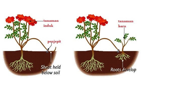 Detail Gambar Gambar Tumbuhan Vegatatif Buatan Dan Alami Nomer 19