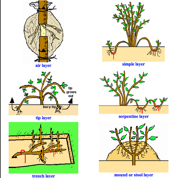 Detail Gambar Gambar Tumbuhan Vegatatif Buatan Dan Alami Nomer 23