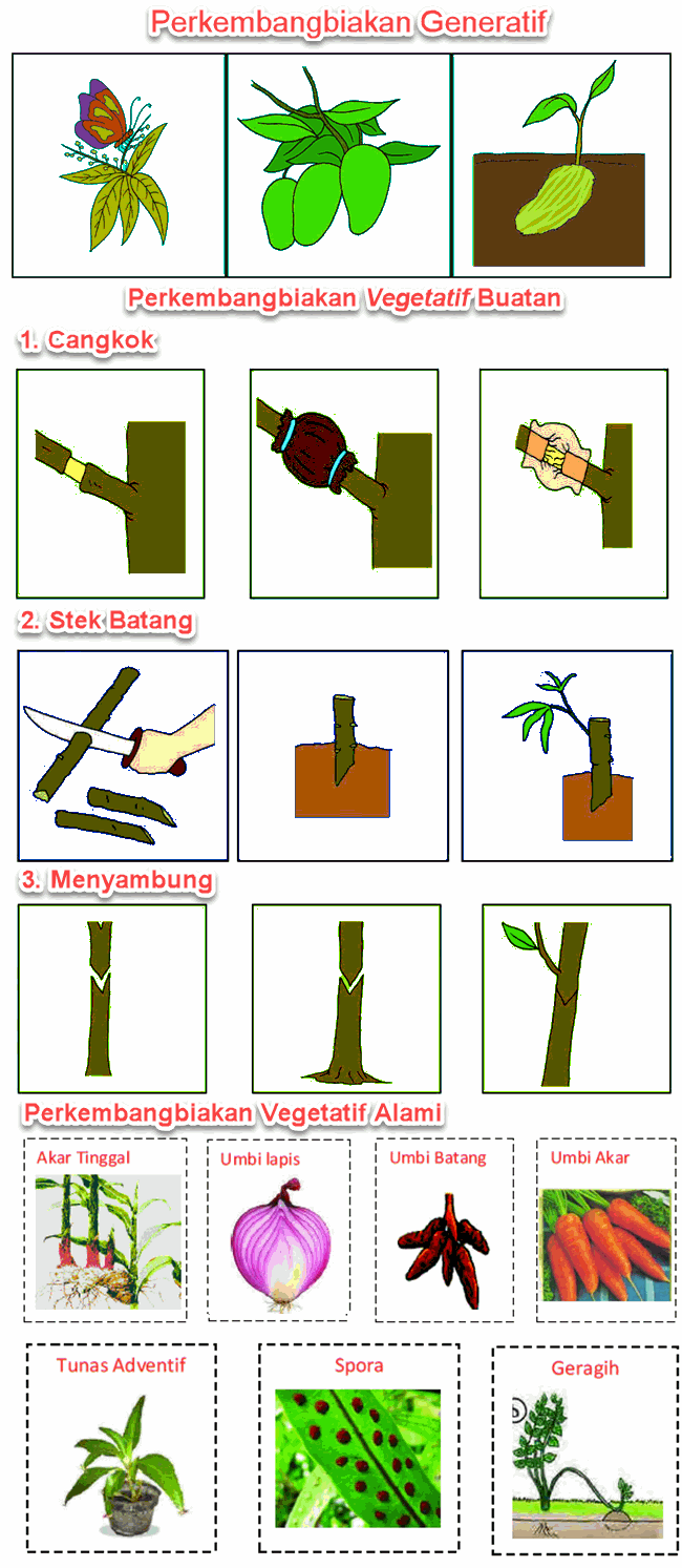 Detail Gambar Gambar Tumbuhan Vegatatif Buatan Dan Alami Nomer 6