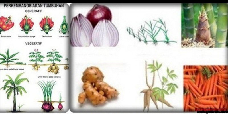 Gambar Gambar Tumbuhan Vegetatif Buatan Dan Alami - KibrisPDR