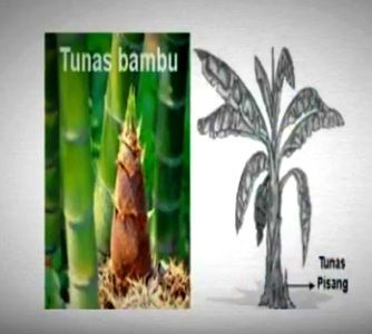 Detail Gambar Gambar Tumbuhan Vegetatif Buatan Dan Alami Nomer 34