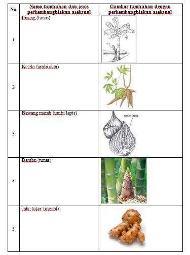 Detail Gambar Gambar Tumbuhan Vegetatif Buatan Dan Alami Nomer 42